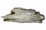 Mammoth Molar Slice With Case - South Carolina #106521-1